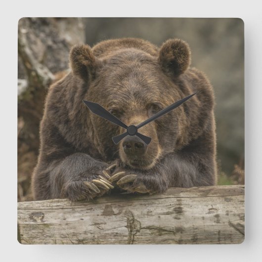 Grizzlybär Quadratische Wanduhr (Vorderseite)