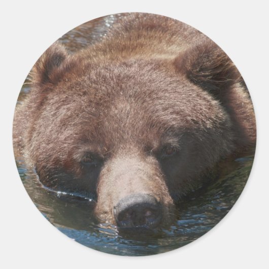 Grizzlybär Runder Aufkleber (Vorderseite)