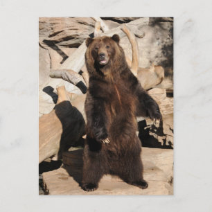 Grizzlybär-Sau Postkarte