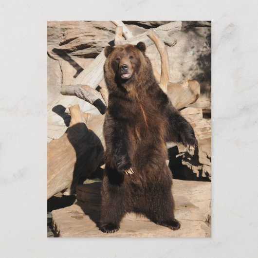 Grizzlybär-Sau Postkarte (Vorderseite)