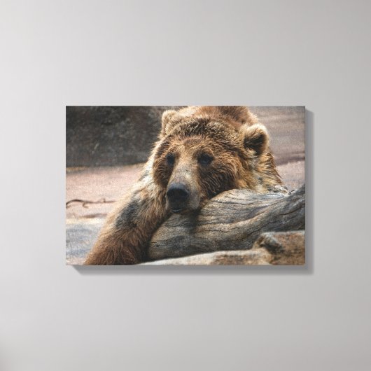 Grizzlybär schlafend Canvas drucken Leinwanddruck (Vorderseite)