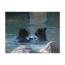 Grizzlybär Schwimmbad Party