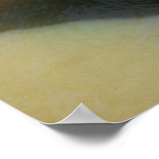 Grizzlybär schwimmt poster (Ecke)