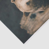 Grizzlybär Seidenpapier (Ausschnitt)