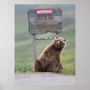 Grizzlybär spielt mit Schild