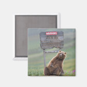 Grizzlybär spielt mit Schild Magnet (Vorderseite/Rückseite)