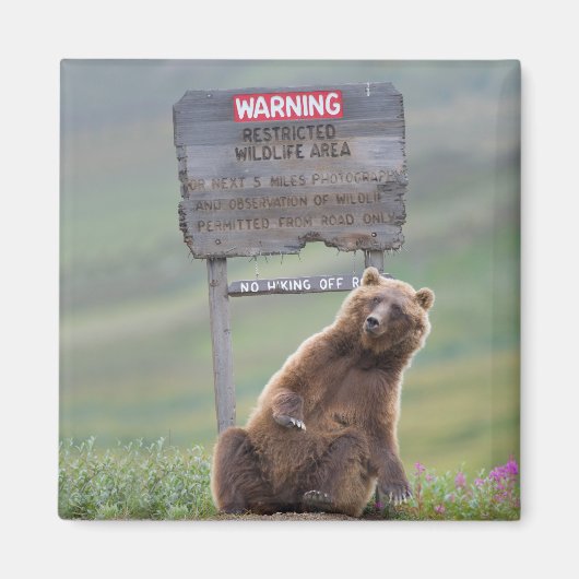 Grizzlybär spielt mit Schild Magnet (Vorne)