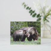 Grizzlybär und kalter Postkarte (Stehend Vorderseite)