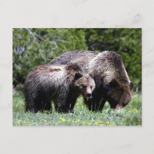 Grizzlybär und kalter Postkarte (Vorderseite)