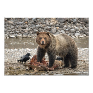 Grizzlybär und Raven Foto Print