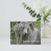 Grizzlybär von Saskatchewan Postkarte (Stehend Vorderseite)