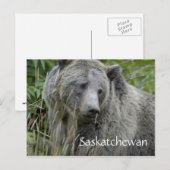 Grizzlybär von Saskatchewan Postkarte (Vorne/Hinten)