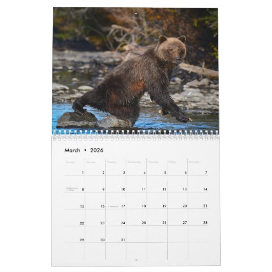Grizzlybären - 2019 Wandkalender (Mär 2026)