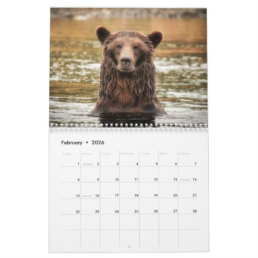 Grizzlybären - 2019 Wandkalender (Feb 2026)