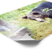 Grizzlybären 6x4 Foto (Ecke)