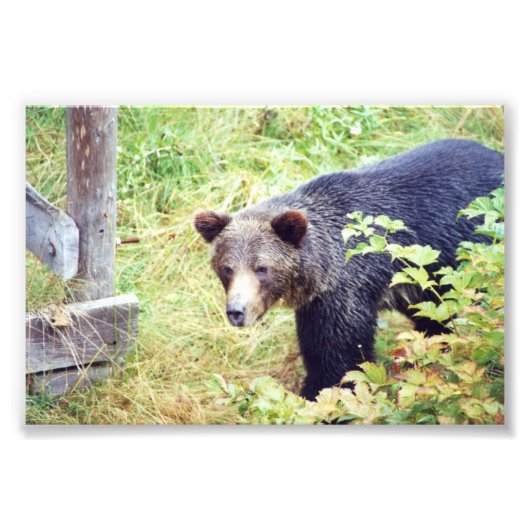 Grizzlybären 6x4 Foto (Vorne)