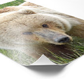 Grizzlybären 6x4 Foto (Ecke)