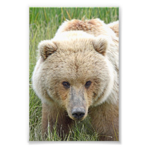 Grizzlybären 6x4 Foto