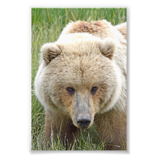 Grizzlybären 6x4 Foto (Vorne)
