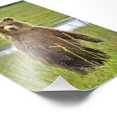 Grizzlybären 6x4 Foto (Ecke)