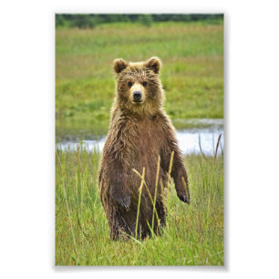 Grizzlybären 6x4 Foto