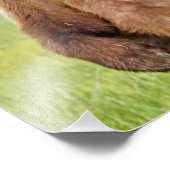 Grizzlybären 6x4 Foto (Ecke)