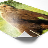 Grizzlybären 6x4 Foto (Ecke)
