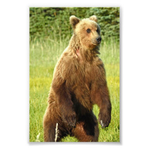 Grizzlybären 6x4 Foto