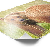 Grizzlybären 6x4 Foto (Ecke)