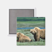 Grizzlybären Magnet (Vorderseite/Rückseite)