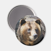 Grizzlybären-Portrait Magnet (Vorderseite/Rückseite)
