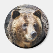 Grizzlybären-Portrait Magnet (Vorne)