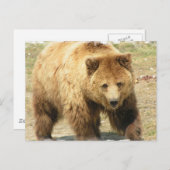 Grizzlybären-Postkarte Postkarte (Vorne/Hinten)
