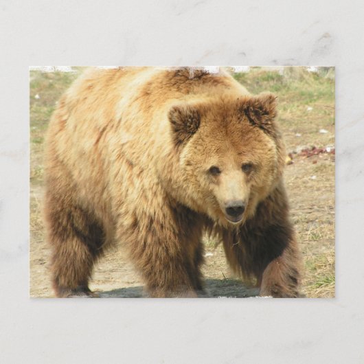 Grizzlybären-Postkarte Postkarte (Vorderseite)