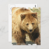 Grizzlybären-Postkarte Postkarte (Vorne/Hinten)