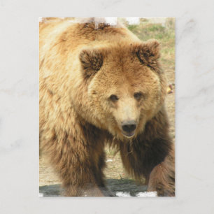 Grizzlybären-Postkarte Postkarte