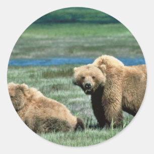 Grizzlybären Runder Aufkleber