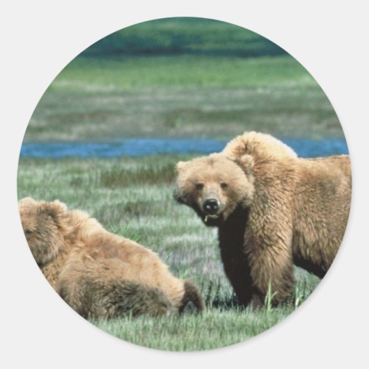 Grizzlybären Runder Aufkleber (Vorderseite)
