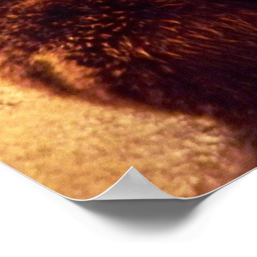 Grizzlybärendruck Poster (Ecke)