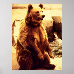 Grizzlybärendruck Poster