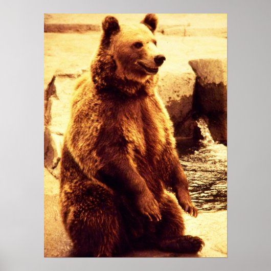Grizzlybärendruck Poster (Vorne)