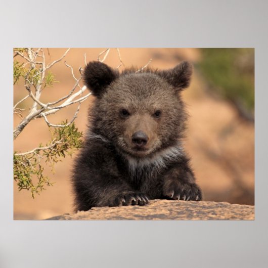 Grizzlybärenjunges Poster (Vorne)