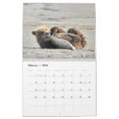 Grizzlybärjunge von Alaska-Kalender Kalender (Feb 2026)