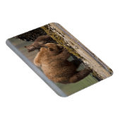 Grizzlybärmutter mit Cub am Strand Magnet (Rechte Seite)