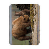 Grizzlybärmutter mit Cub am Strand Magnet (Vertikal)
