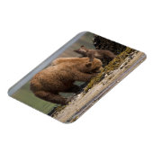Grizzlybärmutter mit Cub am Strand Magnet (Linke Seite)
