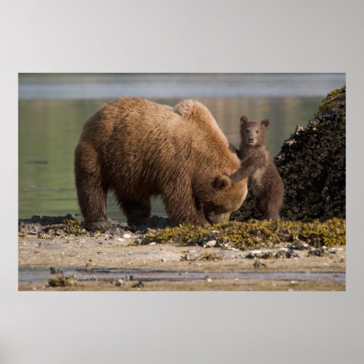 Grizzlybärmutter mit Cub am Strand Poster (Vorne)