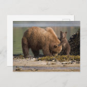 Grizzlybärmutter mit Cub am Strand Postkarte (Vorne/Hinten)