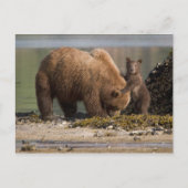 Grizzlybärmutter mit Cub am Strand Postkarte (Vorderseite)