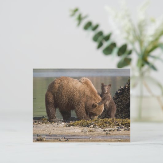 Grizzlybärmutter mit Cub am Strand Postkarte (Stehend Vorderseite)